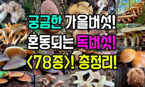 金鸡毛草治什么病最好-金鸡毛苎草的副作用网 - 网站提供金鸡毛草的功效与作用没病能当菜吃吗小常识、金鸡毛苎草的副作用是什么
